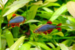 Pond Fish Food Online