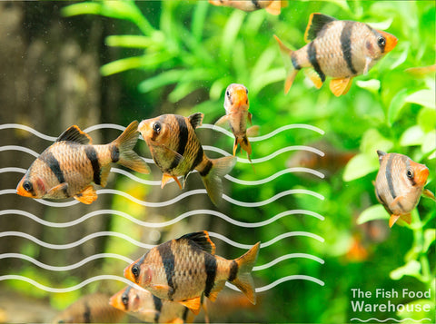 Bulk Aquarium Food