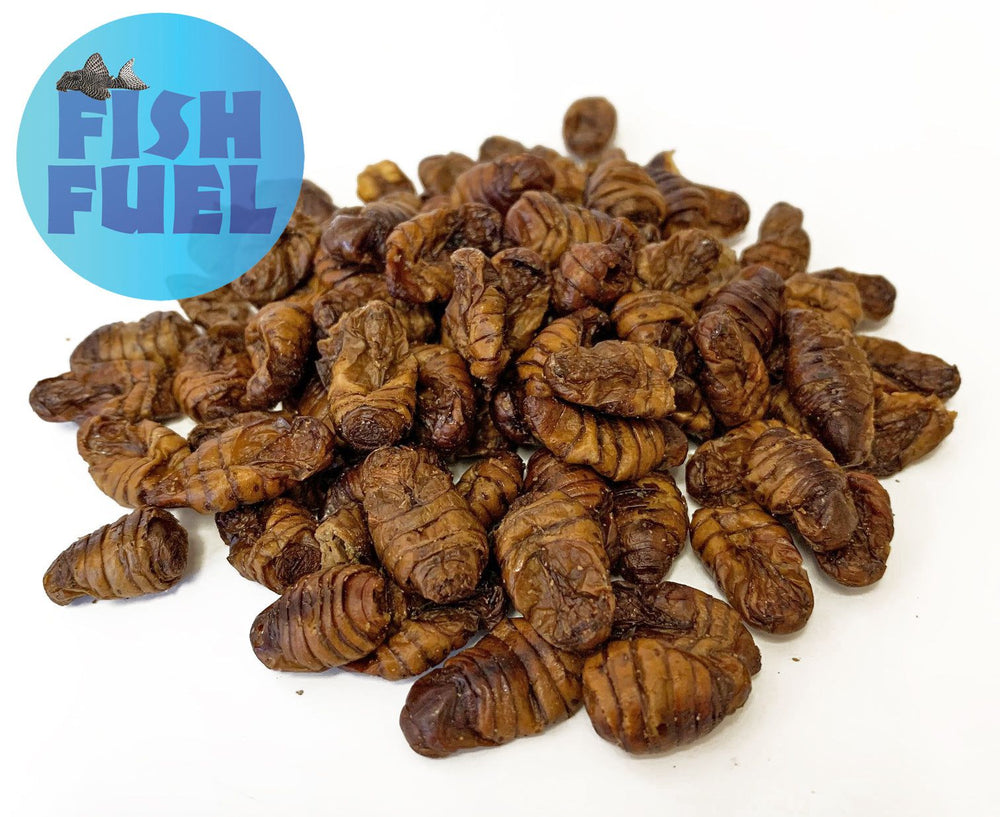 Bulk Silkworm Pupae – The Fish Food Warehouse